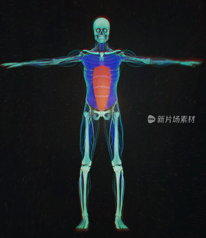 腹直肌，腹肌，人体解剖学。3 d演示。